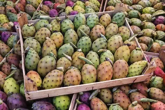 فوائد التين الشوكي