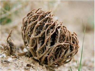 عشبة كف مريم