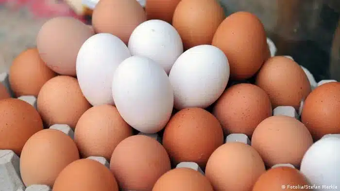 سعر كرتونة البيض اليوم