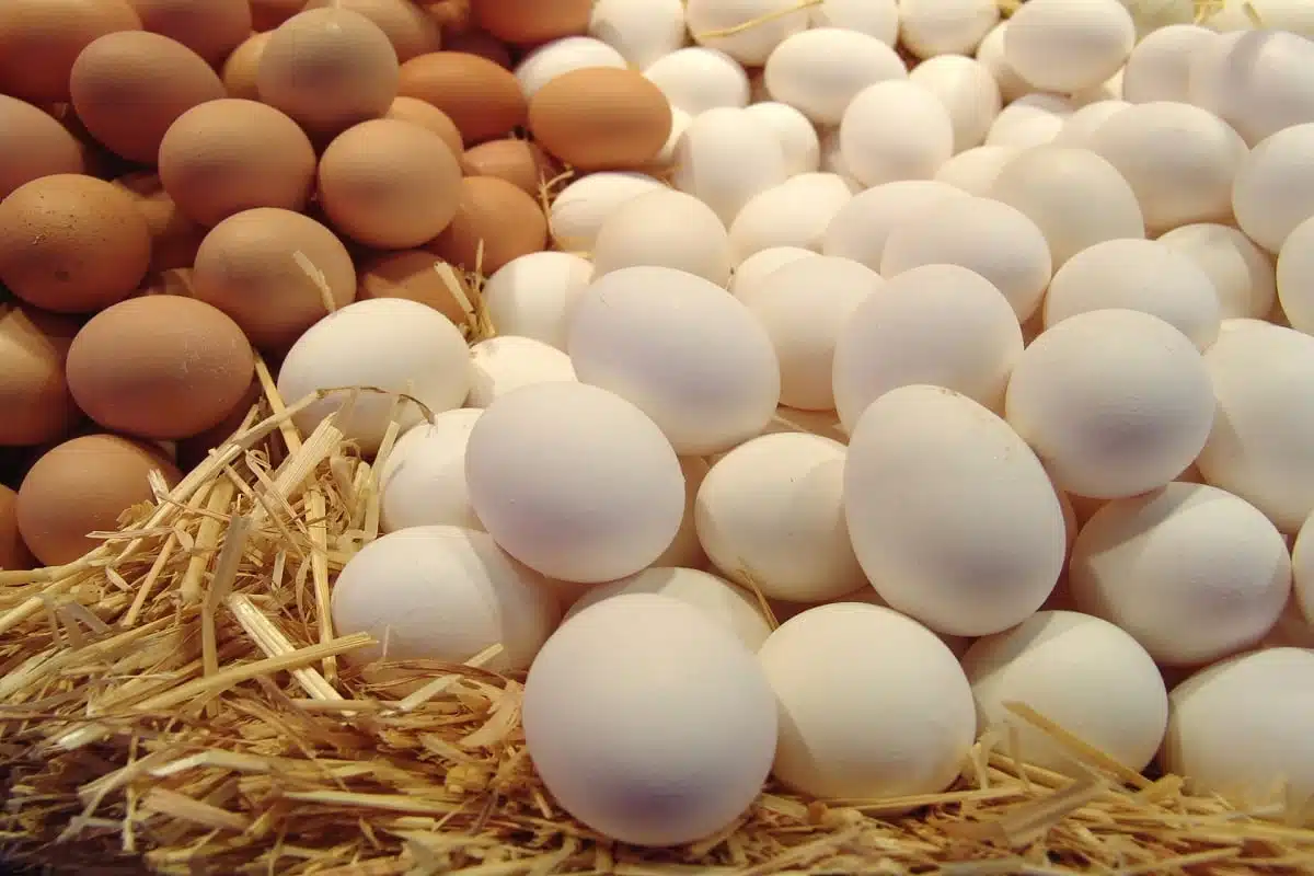 سعر كرتونة البيض اليوم