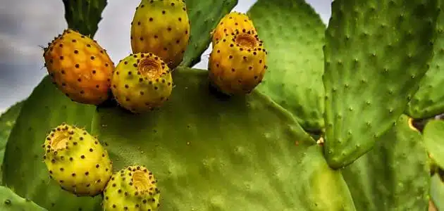 فوائد التين الشوكي
