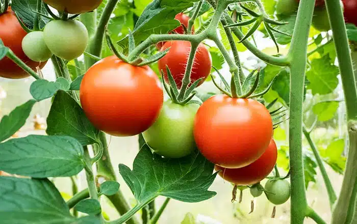 اسعار الطماطم اليوم