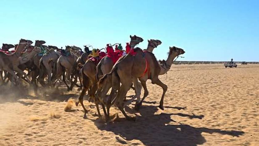 سباق الهجن. في العريش
