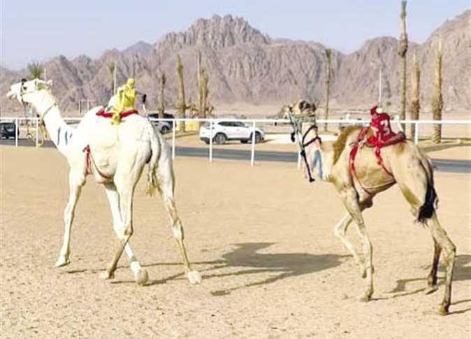 سباق الهجن. في العريش