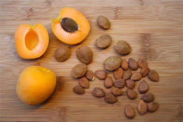 علاج السرطان ببذور المشمش