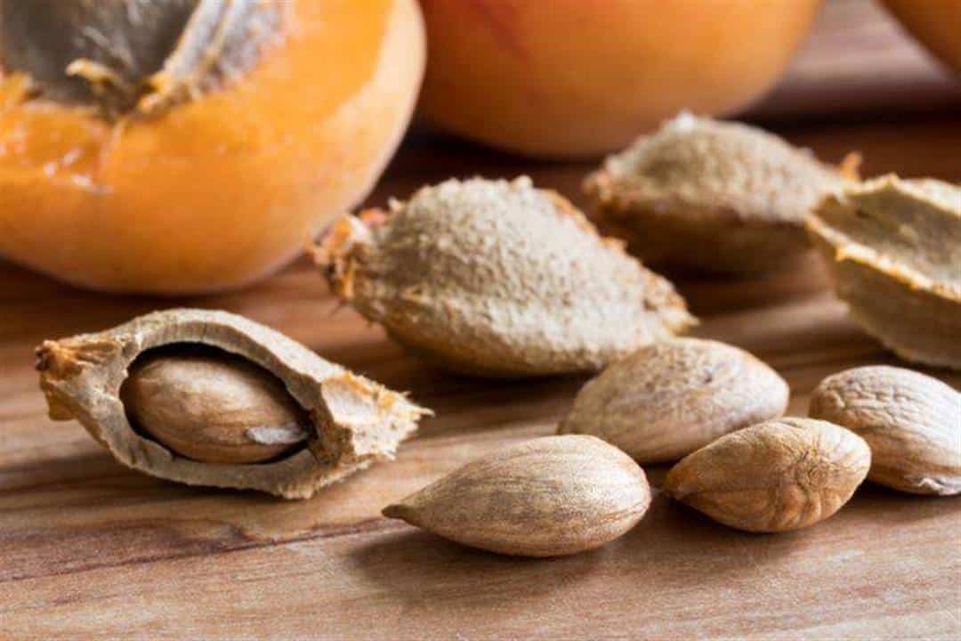 علاج السرطان ببذور المشمش