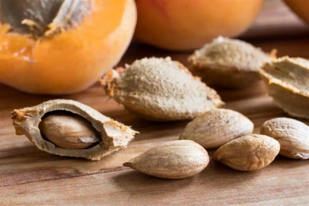 علاج السرطان ببذور المشمش