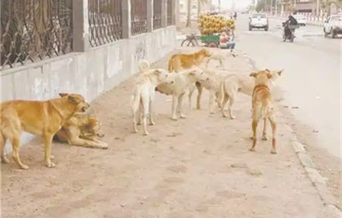 حادث طبيبة حدائق الأهرام