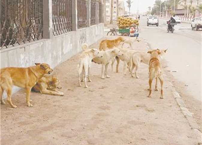 حادث طبيبة حدائق الأهرام