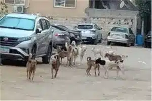 حادث طبيبة حدائق الأهرام