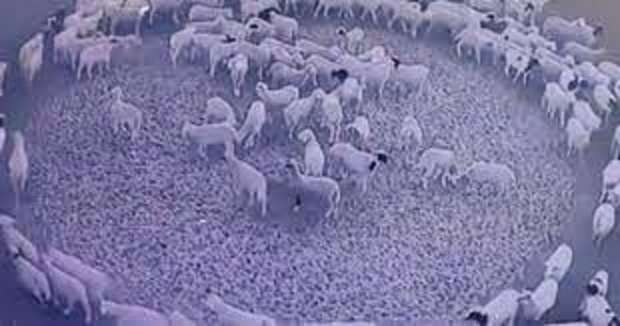 ظاهرة دوران الحيوانات حول نفسها