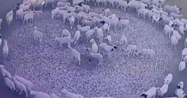 ظاهرة دوران الحيوانات حول نفسها