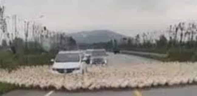 ظاهرة دوران الحيوانات حول نفسها