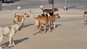 حادث طبيبة حدائق الأهرام