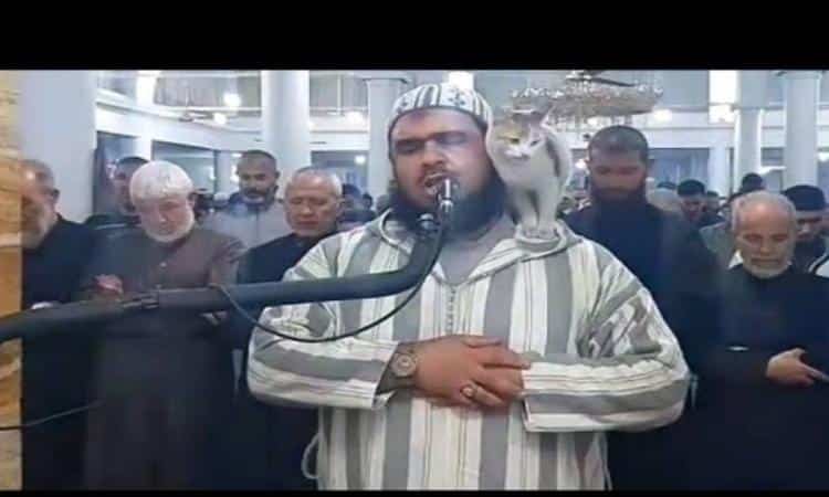 فيديو قطة صلاة التراويح في الجزائر