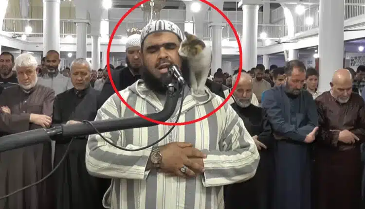 فيديو قطة صلاة التراويح في الجزائر